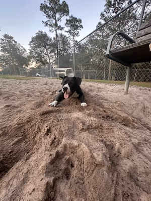 Ashton Brosnaham Dog Park photo 1